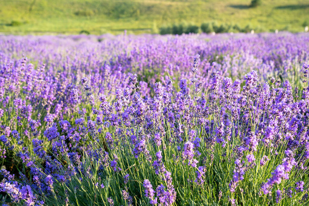 beautiful lavender flowers in the garden, close up shot, lavender spikelet - Valokuva, kuva