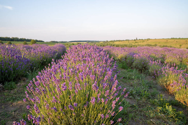 mooie bloeiende lavendelvelden, struiken met groene weide en blauwe lucht. prachtig landschap. - Foto, afbeelding