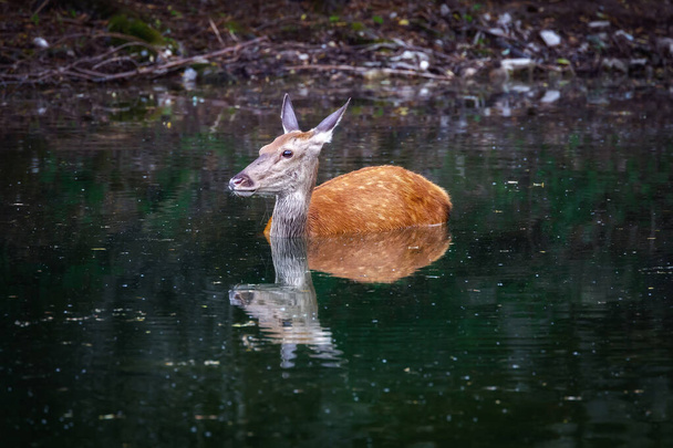 Red deer - Cervus elaphus. Female deer takes a refreshing bath immersed in the water of the lake. - Foto, immagini