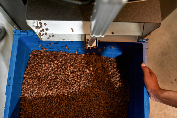 Top view of roasted coffee beans throw in plastic basket from industrial coffee roasting machine near partial male worker on factory. Coffee making. Small business. Modern automated equipment - Фото, изображение