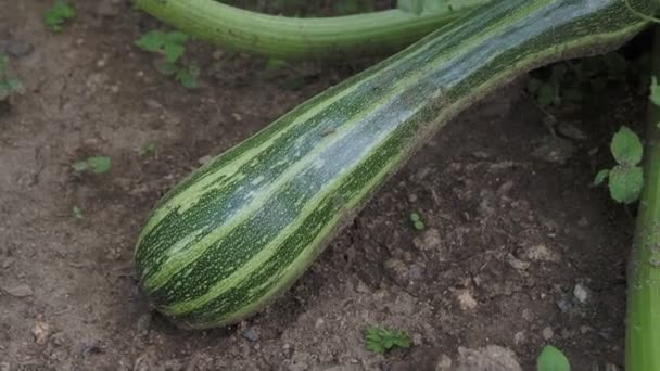 Grüne Zucchini im Garten. Zucchini im Gemüsegarten anbauen. - Filmmaterial, Video