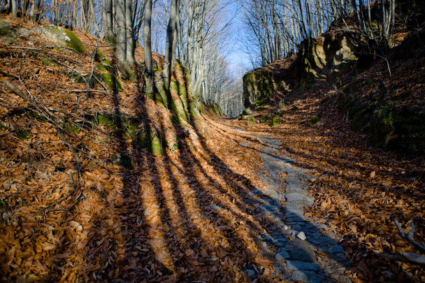 Wald lange Schatten - Foto, Bild
