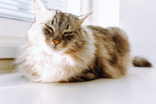 лохматый длинноволосый пушистый серый домашний кот породы Мэн Кун сидит на подоконнике с закрытыми глазами и греется на солнце во время сна. домашняя кошка лениво лежит на солнце в квартире - Фото, изображение