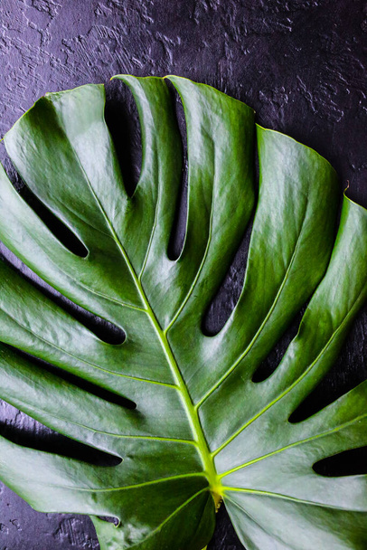 Green tropical leaf on black background. Monstera houseplant. Eco friendly photo. - Foto, Imagen