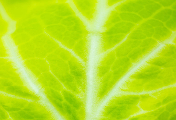 Green leaf close up. Fresh leaves texture background. Natural eco wallpaper. Vegetarian food. Vegetable and vitamins products. Macro photo. - Photo, Image
