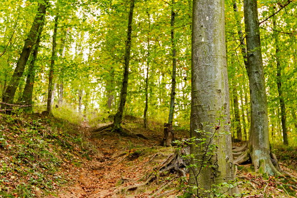 Autumn in forest - Zdjęcie, obraz
