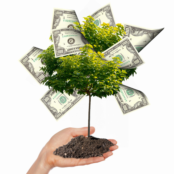 Money Tree - Fotó, kép