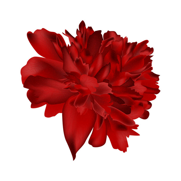 red dahlia flower isolated on white background - Vector, Image