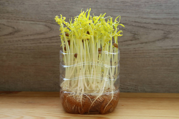 Pale Green Water Spinach Hydroponic Microgreens after the Blackout Period Continue Growing - 写真・画像