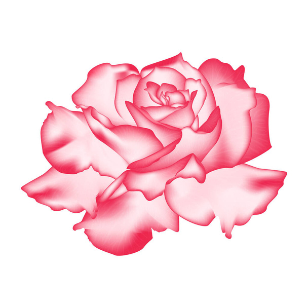 Gyönyörű rózsa virág elszigetelt fehér háttér - Vektor, kép