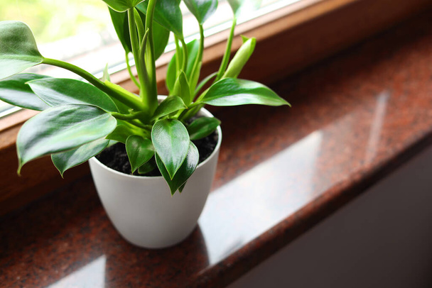 Зеленое домашнее растение на подоконнике, в помещении, с подсветкой. Пространство для текста - Фото, изображение