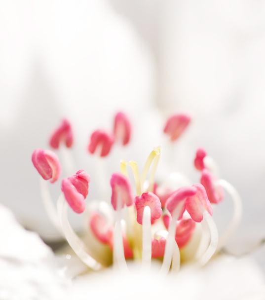 Квітка груші
 - Фото, зображення