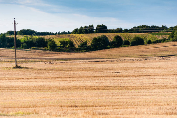rural landscape with wheat field and blue sky - Fotoğraf, Görsel