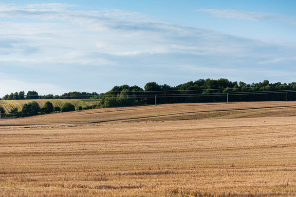 wheat field in the countryside - Fotoğraf, Görsel