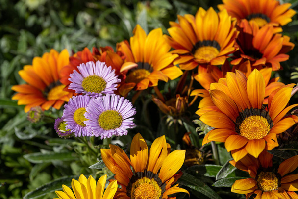 Αφρικανική Ντέιζι, ή λουλούδια θησαυρού. Λαμπερό κίτρινο και πορτοκαλί Gazania rigens ποώδες φυτό της οικογένειας Asteraceae σε πλήρη άνθιση κατά τη διάρκεια του καλοκαιριού. - Φωτογραφία, εικόνα