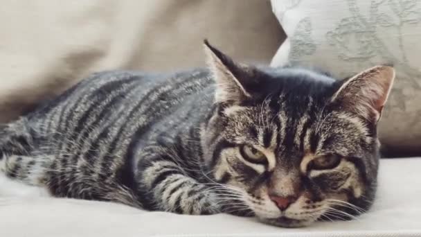 Взрослая кошка на диване у себя дома, милый обожаемый питомец, портрет - Кадры, видео