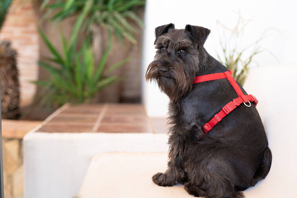 Black Dog. Miniature Schnauzer. The dog is sitting outdoor - Zdjęcie, obraz