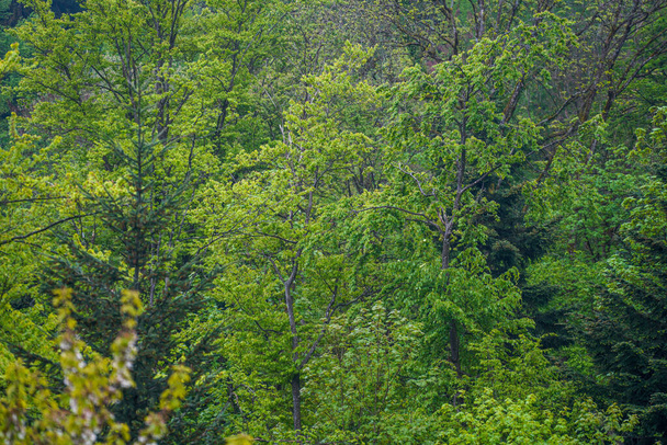 Landschaftsfotos von deutschem Wald im Naturpark Bayern fotografiert - Valokuva, kuva