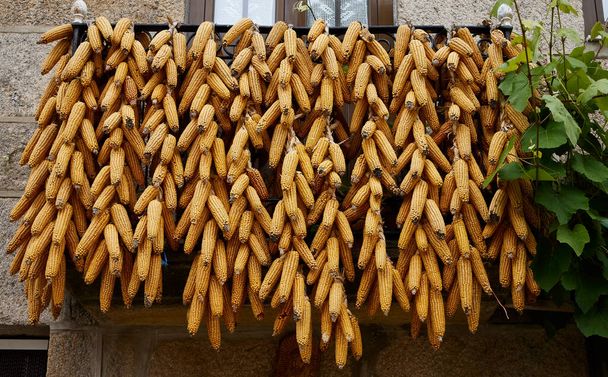 Corn. Corn cobs hanging on the balcony of a house - Foto, imagen