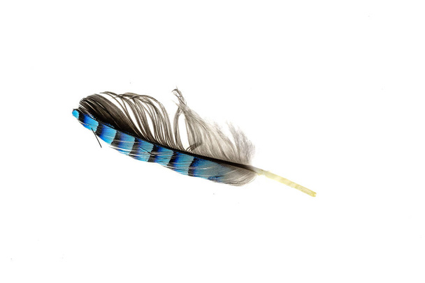 azul con pluma de mermelada rayada negra sobre fondo blanco aislado - Foto, imagen
