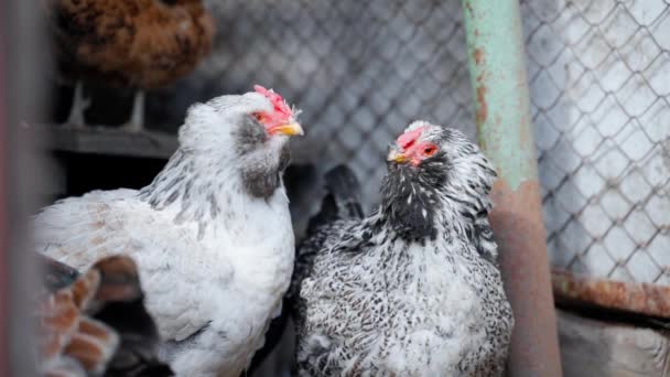 Two light-colored Faverolles chicken close-up. High quality FullHD footage - Footage, Video