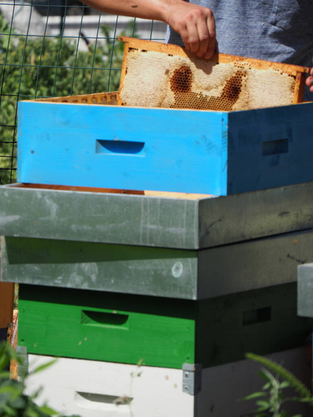 Arı yetiştiricisi arılarla ve arı kovanlarıyla çalışıyor. Arıcılık konsepti. Arı yetiştiricisi arıda bal arıcısı hasat ediyor.. - Fotoğraf, Görsel
