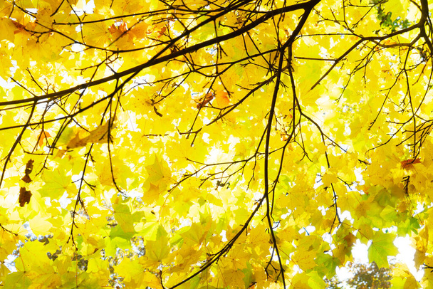 Яркий желтый золотой осенний кленовый цвет листьев дерева - Фото, изображение