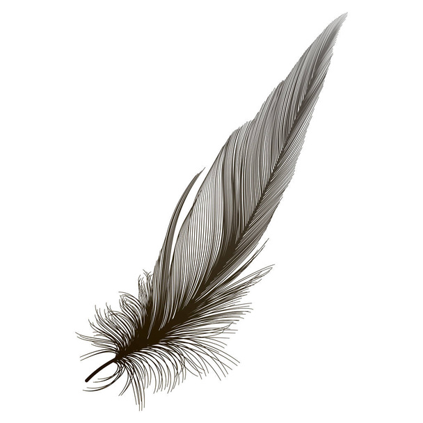feather isolated on white background - Vector, Imagen