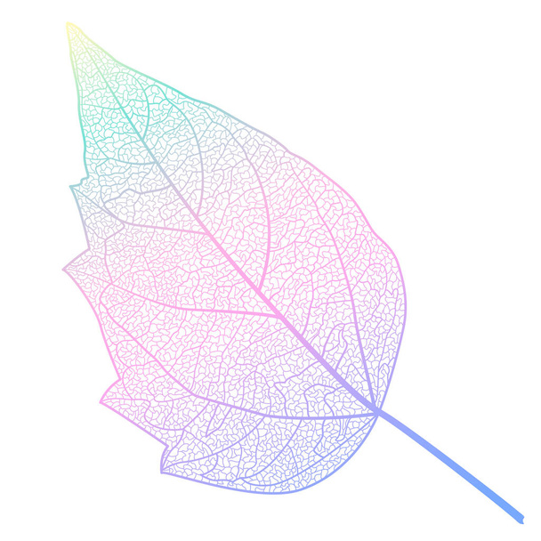 leaf isolated on white background - Vector, Image