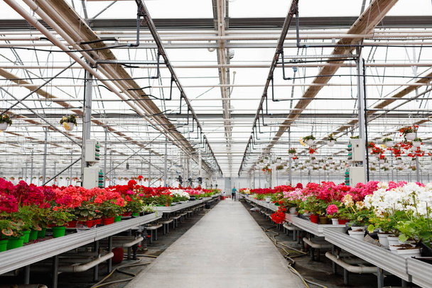 Greenhouse for growing flowers. Floriculture industry - Fotoğraf, Görsel