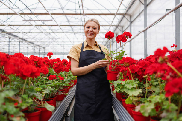 Portrait of a pretty female florist with a pot of geraniums in a greenhouse with flowers - Photo, Image