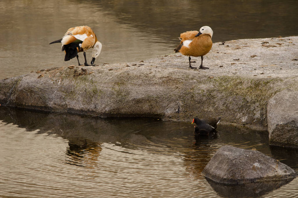 Pair of ruddy shelducks Tadorna ferruginea and Eurasian common moorhen with one of its chicks in the foreground. La Gomera. Canary Islands. Spain. - Photo, Image