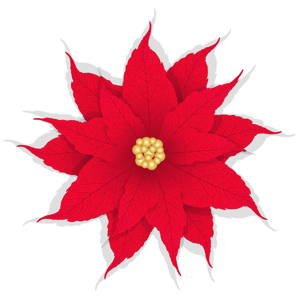 red poinsettia flower isolated on white background - Vector, Image