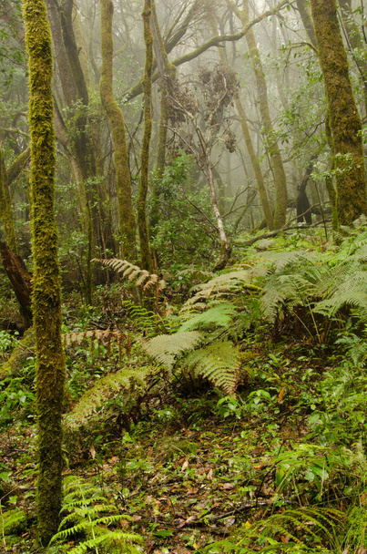 Laurel erdő a Garajonay Nemzeti Parkban. La Gomera-ban. Kanári-szigetek. Spanyolország. - Fotó, kép