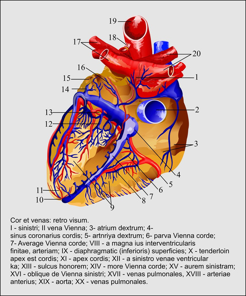 cuore - Vettoriali, immagini