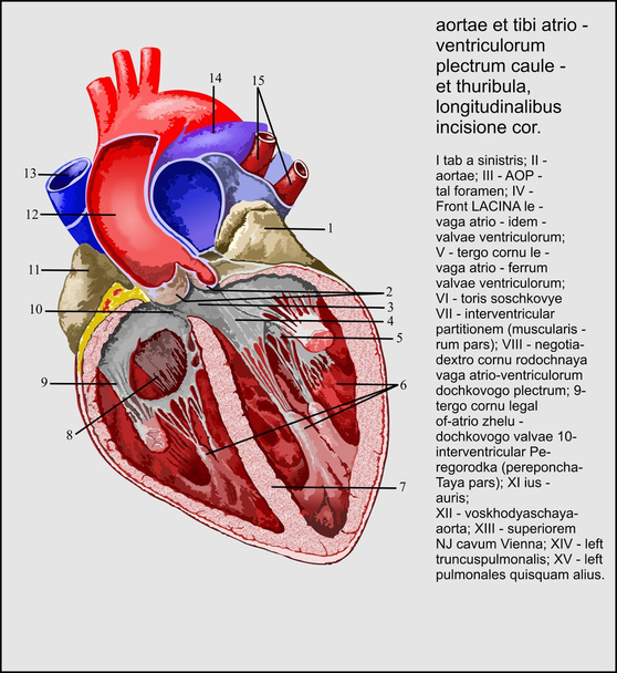 Herz - Vektor, Bild