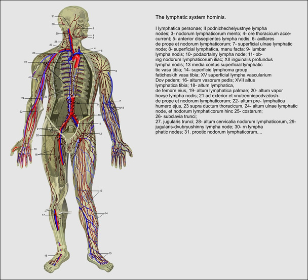 Anatomia człowieka - Wektor, obraz