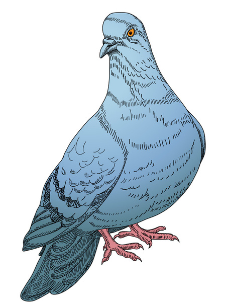 Blue pigeon - Вектор,изображение