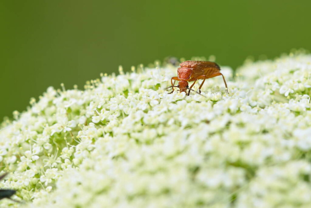 bloodsucker beetle (Rhagonycha fulva) on the flower in summer - Photo, Image