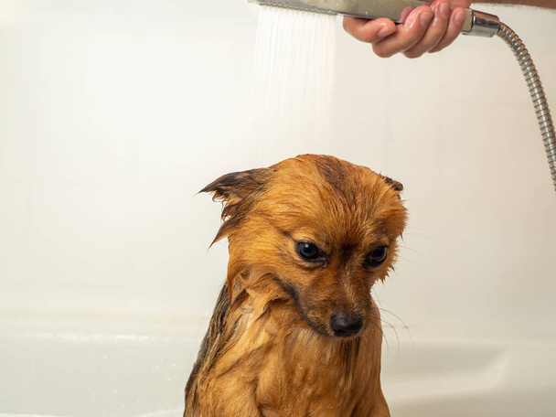 The dog takes a shower. Spitz is taking a bath. - 写真・画像