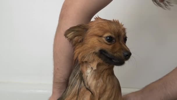 Pies bierze prysznic. Spitz bierze kąpiel. Wysokiej jakości materiał 4k - Materiał filmowy, wideo