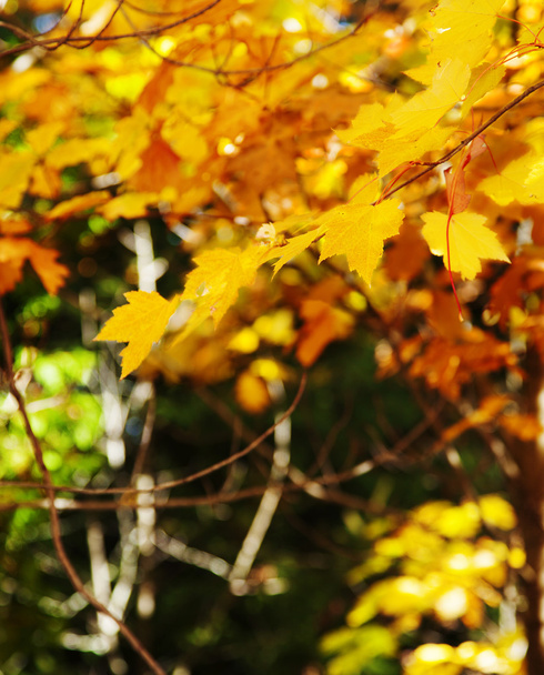 Abstraktní pozadí listoví. Podzimní sezóna. - Fotografie, Obrázek