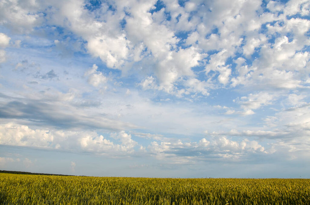 Wheat growing on field against sky with scattered clouds on a summer day. Season grain - Zdjęcie, obraz
