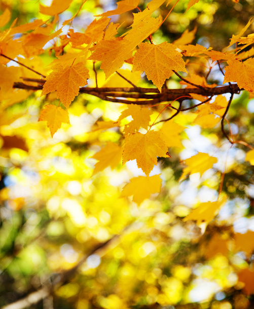 Abstract foliage background. Autumn season - Photo, Image