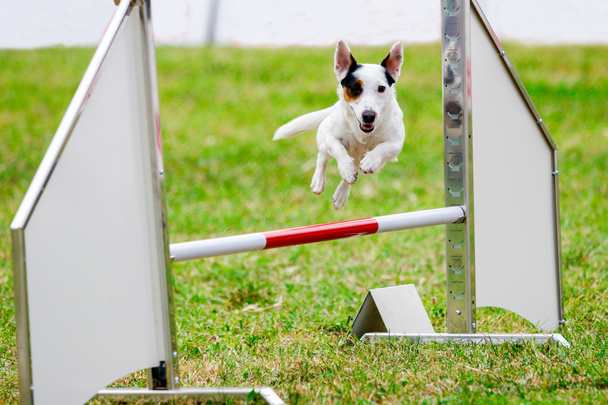 Agility kutya-val egy Jack Russell Terrier - Fotó, kép