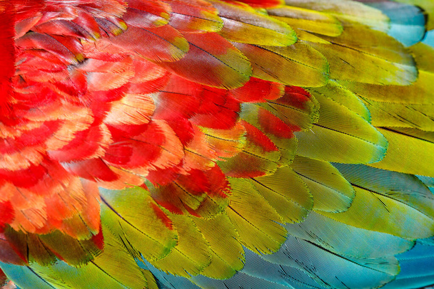 Плюмаж перьев попугая ара крупным планом - Фото, изображение
