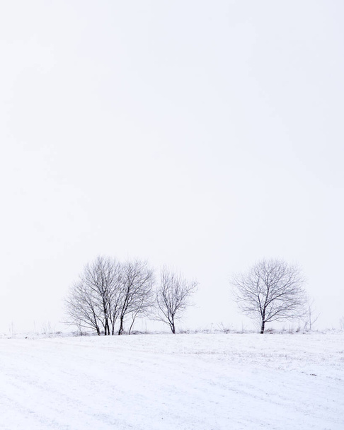 Zimní krajina s izolovanými stromy na poli během sněhové bouře, vertikální, Slovensko, Evropa. - Fotografie, Obrázek