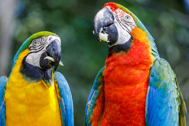 Colorful Scarlet and yellow blue macaw eating together in Pantanal, Brazil - 写真・画像