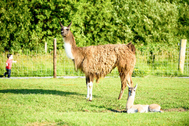 A female llama with a cub on a background of green grass, summer and a sunny day in Ireland - Photo, image
