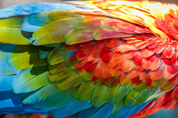 Padrão de plumagem de penas de papagaio de arara close-up - Foto, Imagem